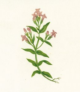 Field Gentian, Gentiana Campestris alkotó: English School